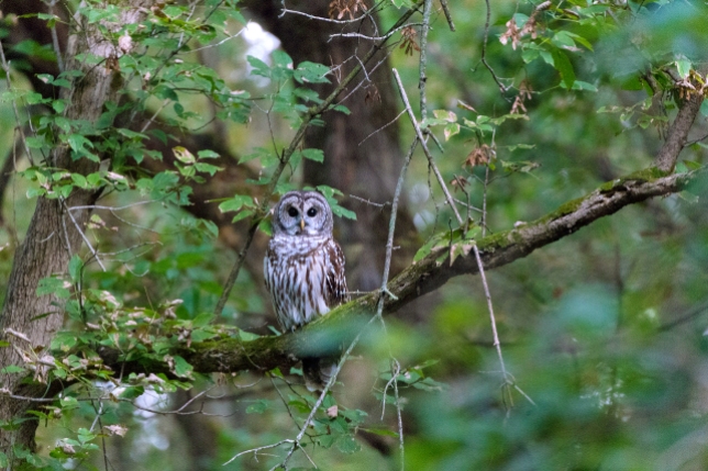 Resident barred owl perched in tree just before sunrise